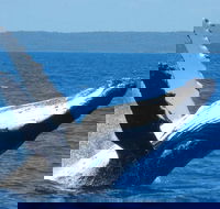 Mooloolaba Whale Watching Tour - Accommodation Cooktown