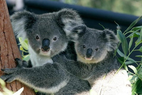Sydney Harbour Ferry With Taronga Zoo Entry Ticket - Accommodation Cooktown 3