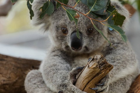 Private Phillip Island & Penguin Parade Hiking Tour From Melbourne - Accommodation Cooktown 1