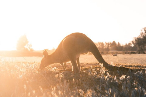 Private Phillip Island & Penguin Parade Hiking Tour From Melbourne - Accommodation Cooktown 2