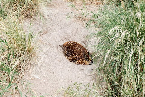 Private Phillip Island & Penguin Parade Hiking Tour From Melbourne - Accommodation Cooktown 3