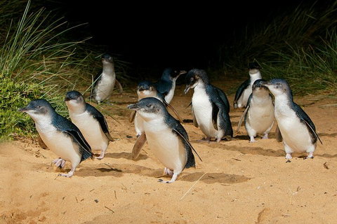 Private Phillip Island & Penguin Parade Hiking Tour From Melbourne - Accommodation Cooktown 4