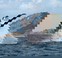 Byron Bay Whale Watching Cruise - Accommodation Cooktown
