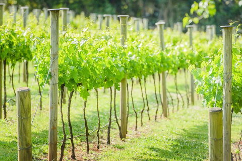 Deluxe Winery Tour To Tamborine Mountain, Includes Gourmet Two Course Lunch - Accommodation Cooktown 5