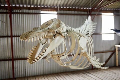 Albany's Whale Story - Accommodation Cooktown 3