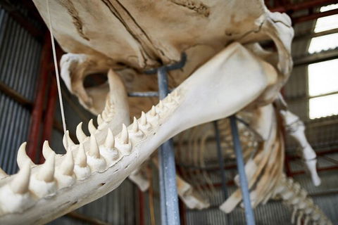 Albany's Whale Story - Accommodation Cooktown 5