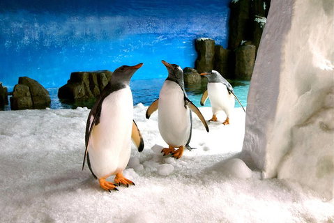 Penguin Passport At SEA LIFE Melbourne Aquarium - Accommodation Cooktown 1