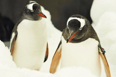 Penguin Passport At SEA LIFE Melbourne Aquarium - Accommodation Cooktown 2