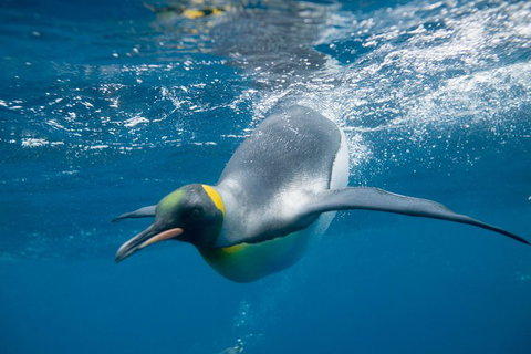 Penguin Passport At SEA LIFE Melbourne Aquarium - Accommodation Cooktown 3