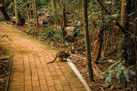 Full Day Sunshine Coast Hinterland Luxury Small Group Tour From Brisbane - Accommodation Cooktown 3