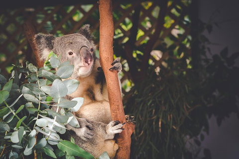 Small-Group Blue Mountains Day Trip From Sydney With Wildlife Park - Accommodation Cooktown 2