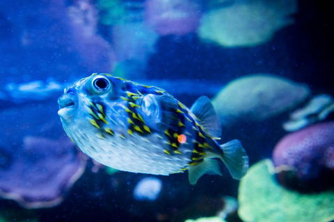 Dive With Sharks At AQWA - Accommodation Cooktown 4