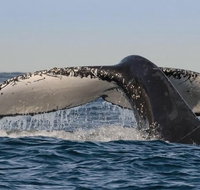 Sydney Whale-Watching Cruise Including Lunch or Breakfast - Accommodation Cooktown