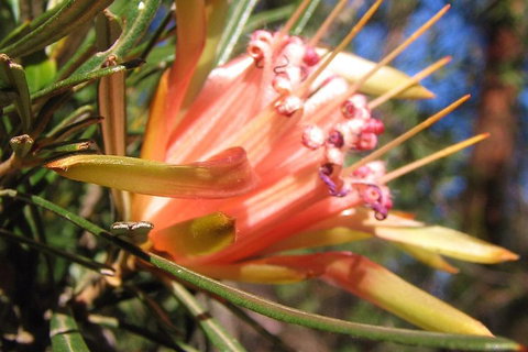 Small-Group Blue Mountains Tour With Bush Walks And Featherdale Wildlife Park - Accommodation Cooktown 4