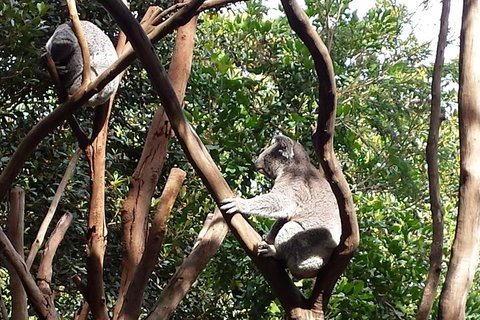 Small-Group Blue Mountains Tour With Bush Walks And Featherdale Wildlife Park - Accommodation Cooktown 5