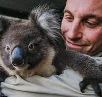 Kangaroos  Koala encounter experience Half day private tour - Accommodation Cooktown