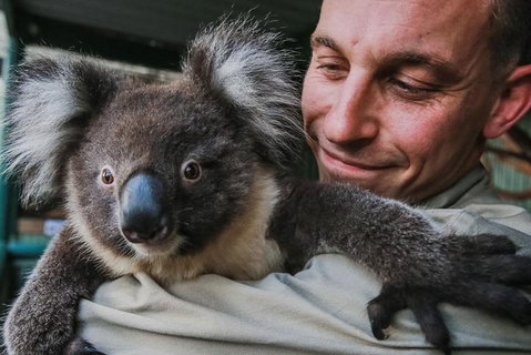 Kangaroos & Koala Encounter Experience (Half Day Private Tour) - Accommodation Cooktown 0