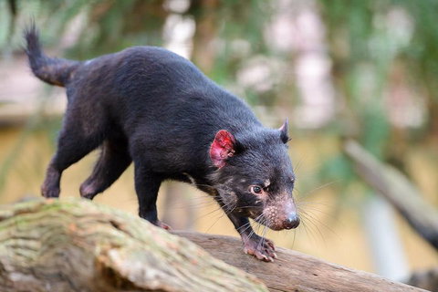 Kangaroos & Koala Encounter Experience (Half Day Private Tour) - Accommodation Cooktown 1