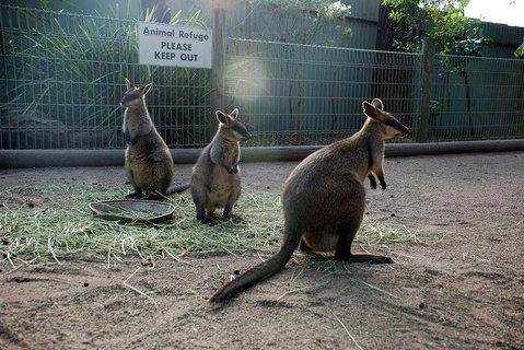 Kangaroos & Koala Encounter Experience (Half Day Private Tour) - Accommodation Cooktown 2