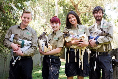 Kangaroos & Koala Encounter Experience (Half Day Private Tour) - Accommodation Cooktown 3