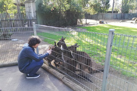Kangaroos & Koala Encounter Experience (Half Day Private Tour) - Accommodation Cooktown 4