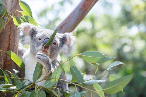 Kangaroos & Koala Encounter Experience (Half Day Private Tour) - Accommodation Cooktown 5