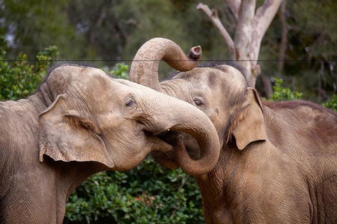 Melbourne Zoo General Entry Ticket - Accommodation Cooktown 0