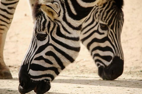 Melbourne Zoo General Entry Ticket - Accommodation Cooktown 1