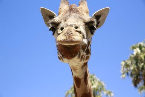 Melbourne Zoo General Entry Ticket - Accommodation Cooktown 2