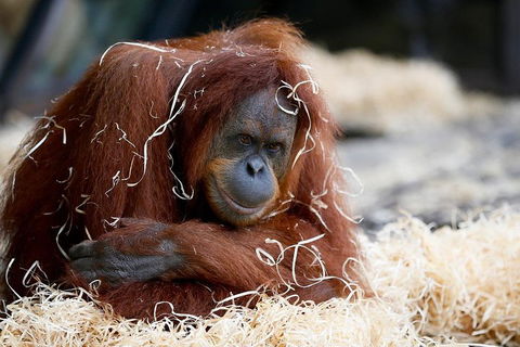 Melbourne Zoo General Entry Ticket - Accommodation Cooktown 3