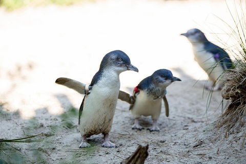 Melbourne Zoo General Entry Ticket - Accommodation Cooktown 5