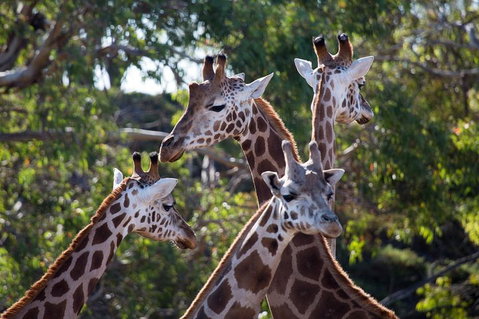 Werribee Open Range Zoo General Admission Ticket - Accommodation Cooktown 0