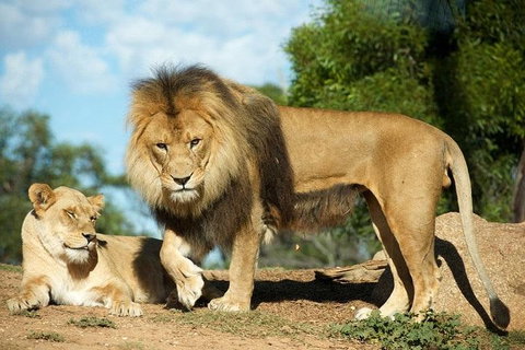 Werribee Open Range Zoo General Admission Ticket - Accommodation Cooktown 1