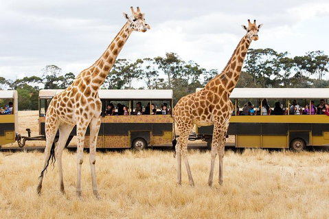 Werribee Open Range Zoo General Admission Ticket - Accommodation Cooktown 2