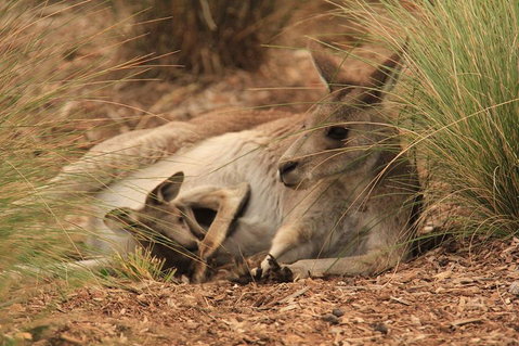 Werribee Open Range Zoo General Admission Ticket - Accommodation Cooktown 3