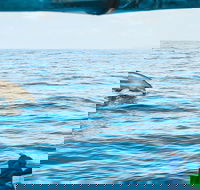 Cruise with Dolphins in Byron Bay - Accommodation Cooktown
