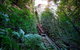 Private Blue Mountains Tour - thumb 0