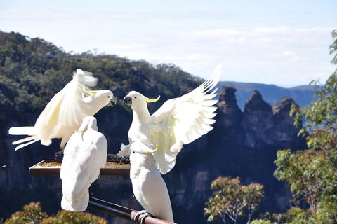 Private Blue Mountains Tour - Accommodation Cooktown 1