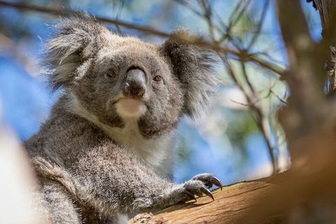Phillip Island Penguin And Koala Highlights Day-Trip From Melbourne - Accommodation Cooktown 2