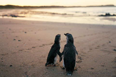 Phillip Island Penguin And Koala Highlights Day-Trip From Melbourne - Accommodation Cooktown 4
