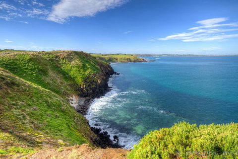 Phillip Island Penguin And Koala Highlights Day-Trip From Melbourne - Accommodation Cooktown 5