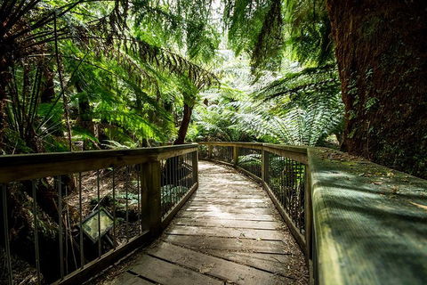 Melbourne To Adelaide South East Coast 3 Day Overland Tour - Accommodation Cooktown 1