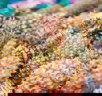 Sunshine Coast Eumundi Markets Return Minibus Transfer - Accommodation Cooktown