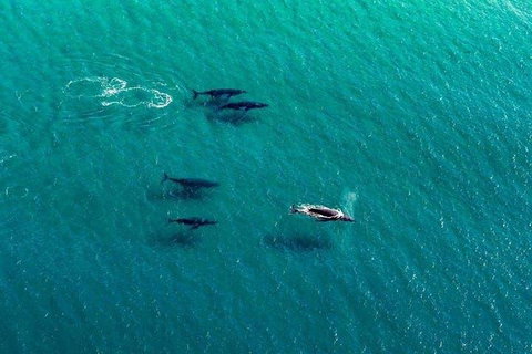 40-45 Minute Port Stephens And Stockton Beach Helicopter Flight - For 2 - Accommodation Cooktown 0