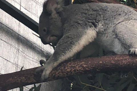 Perth Hills - Wildlife, Art & Gastronomy - Accommodation Cooktown 3