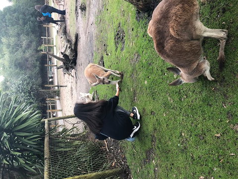Perth Hills - Wildlife, Art & Gastronomy - Accommodation Cooktown 4