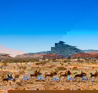 Alice Springs Camel Tour - Accommodation Cooktown