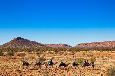 Alice Springs Camel Tour - Accommodation Cooktown 0