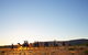 Alice Springs Camel Tour - thumb 1