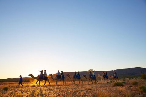 Alice Springs Camel Tour - Accommodation Cooktown 1